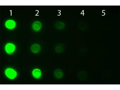 Dot Blot of Goat anti-Human IgG IgA IgM Antibody Fluorescein Conjugated.  Antigen: Row 1 - Human IgG Row 2 - Human IgA Row 3 - Human IgM.  Load: Lane 1 - 100 ng Lane 2 - 33.3 ng Lane 3 - 11.1 ng Lane 4 - 3.70 ng Lane 5 - 1.23 ng. Primary antibody: n/a. Secondary antibody: Goat anti-Goat anti-Human IgA/IgG/IgM (H+L) Secondary Antibody [FITC]at 1:1,000 for 60 min at RT. Block for 60 min at RT.