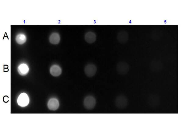 Dot Blot for Mouse IgG IgA IgM (H&L) Antibody Fluorescein Conjugated. Lane 1A: 100 ng Ms IgG. Lane 1B: 100 ng Ms IgA. Lane 1C: 100 ng Ms IgM. Lanes 2-5: serial dilution 3 fold of respective Antigen. Primary Antibody: none. Secondary Antibody: Goat anti-Mouse IgA/IgG/IgM (H+L) Secondary Antibody [FITC] at 1:1,000 dilution at RT for 1 hour. Block at RT for 30 minutes.