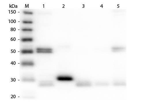 Western Blot of Donkey anti-Rat IgG (H+L) Secondary Antibody [Rhodamine] (Pre-adsorbed) 