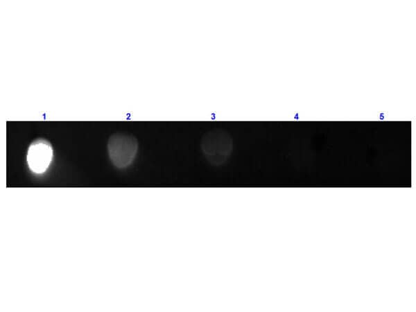 Dot Blot results of Rabbit Rabbit anti-Mouse IgG2a Heavy Chain Secondary Antibody [FITC]. Dots are Mouse IgG2a at (1) 100ng, (2) 33.3ng, (3) 11.1ng, (4) 3.70ng, (5) 1.23ng. blocking for 30 min at RT. Primary Antibody: Rabbit Anti-Mouse IgG2a FITC at 1ug/mL for 1hr at RT. Secondary Antibody: none. Imaged with BioRad ChemiDoc, FITC filter.