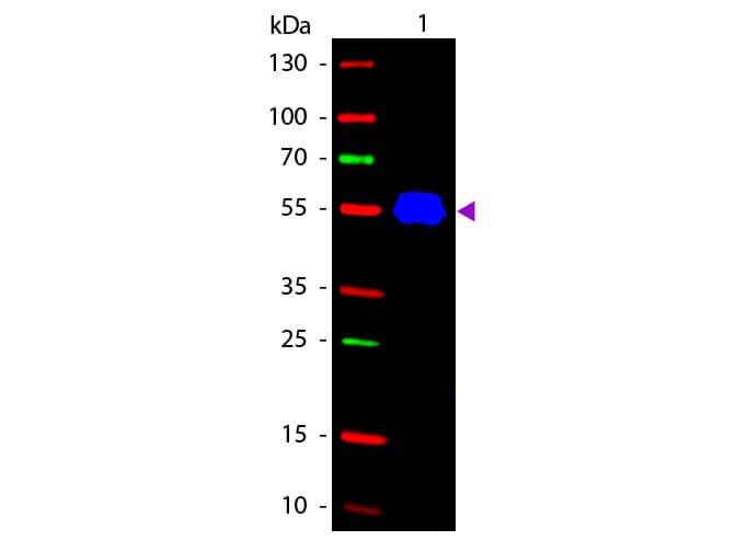 Western blot of Fluorescein conjugated Rabbit Anti-Mouse IgG2a (Gamma 2a chain) secondary antibody. Lane 1: Mouse IgG2a. Lane 2: None. Load: 50 ng per lane. Primary antibody: None. Secondary antibody: Fluorescein rabbit secondary antibody at 1:1,000 for 60 min at RT. Blocking:  for 30 min at RT. Predicted/Observed size: 55 kDa, 55 kDa for Mouse IgG2a (Gamma 2a chain). Other band(s): None.