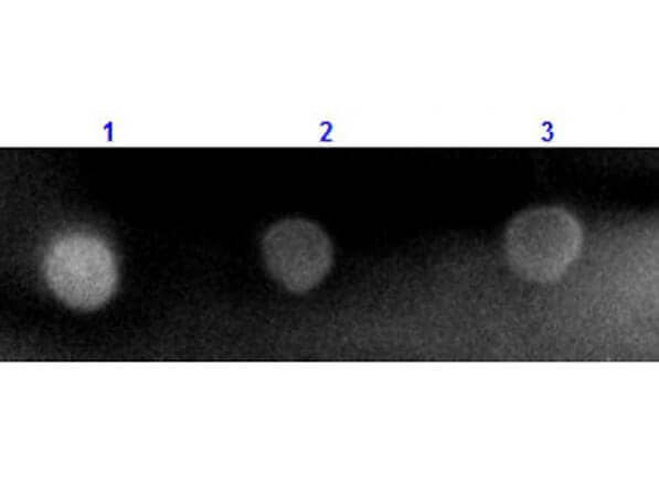 Dot Blot results of Mouse Mouse anti-Rabbit IgG (H+L) Secondary Antibody [Rhodamine] (Pre-adsorbed). Dots are Rabbit IgG at (1) 100ng, (2) 33.3ng, (3) 11.1ng, (4) 3.70ng, (5) 1.23ng. blocking for 60 min at RT. Primary Antibody: none. Secondary Antibody: Mouse Anti-Rabbit IgG TRITC at 1ug/mL for 1hr at RT. Imaged with BioRad ChemiDoc, Rhodamine filter.