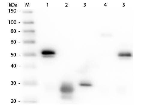 Western Blot of Rat anti-Rabbit IgG (H+L) Secondary Antibody [Rhodamine] (Pre-adsorbed) 