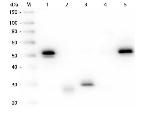 Western Blot of Mouse anti-Rabbit IgG (H+L) Secondary Antibody [HRP] (Pre-adsorbed) 