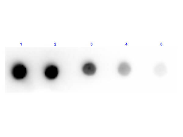Dot Blot results of Rabbit Anti-Dog IgM Antibody Peroxidase Conjugated. Dots are Dog IgM at (1) 100ng, (2) 33.3ng, (3) 11.1ng, (4) 3.70ng, (5) 1.23ng. Blocking: for 30 min at RT. Primary Antibody: none. Secondary Antibody: Rabbit Anti-Dog IgM-HRP at 1ug/mL for 1hr at RT. Imaged with BioRad ChemiDoc, Chemi filter.