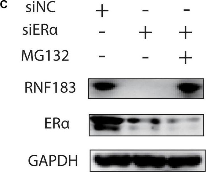 Western Blot RNF183 Antibody - BSA Free