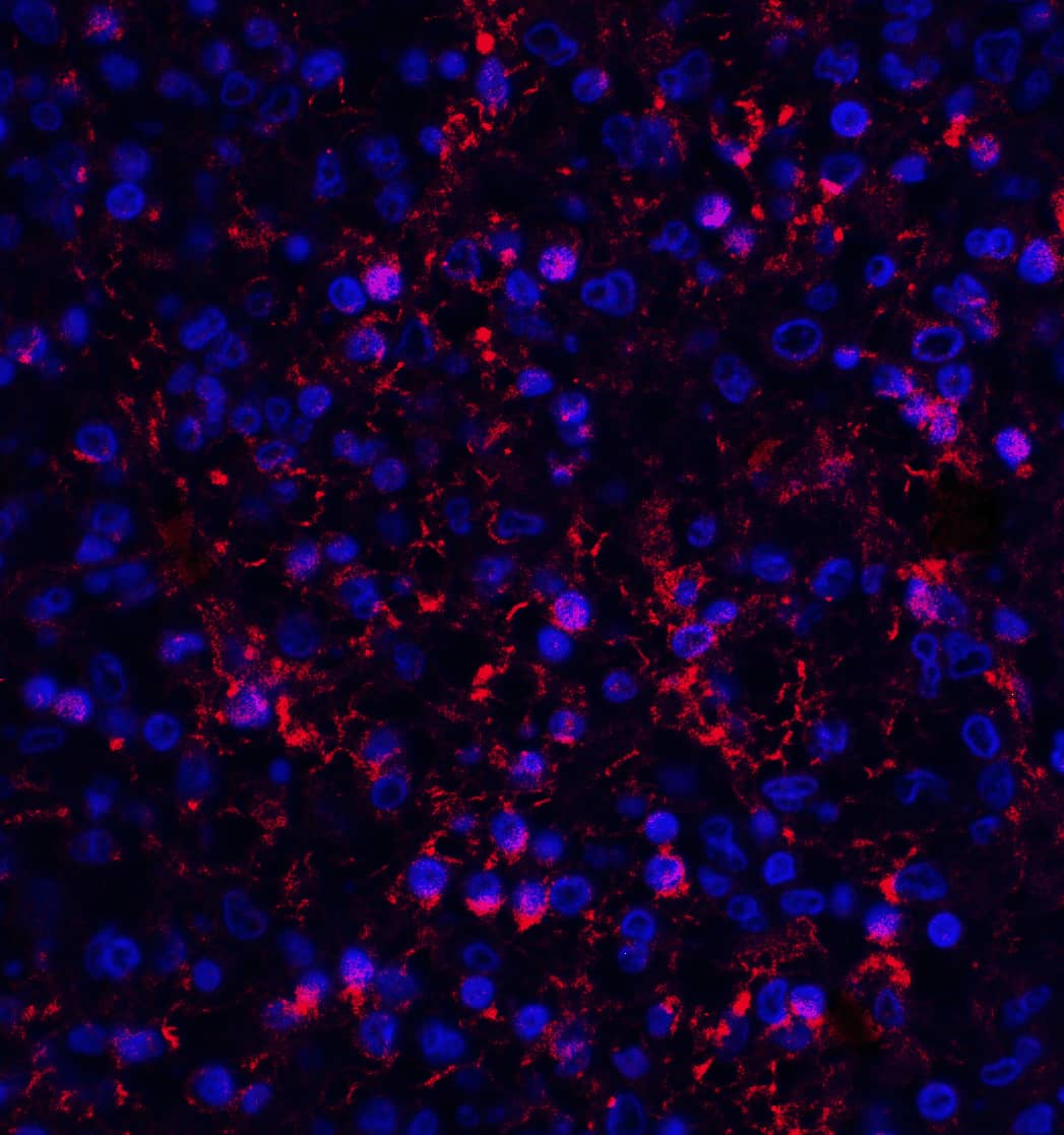 Immunocytochemistry/ Immunofluorescence Orai1 Antibody (3F6H5) - BSA Free