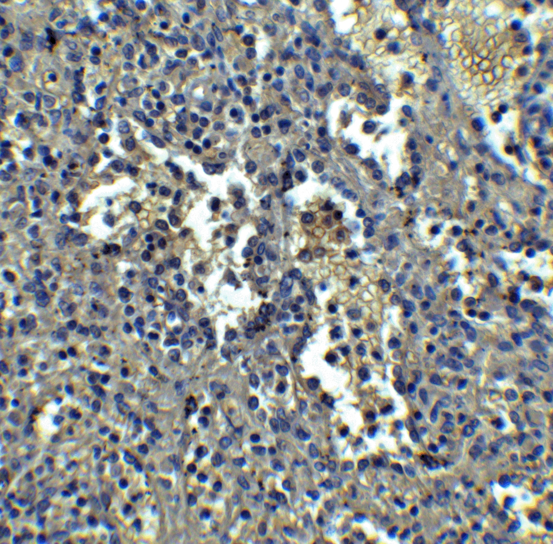 Immunohistochemistry Orai1 Antibody (3F6H5) - BSA Free