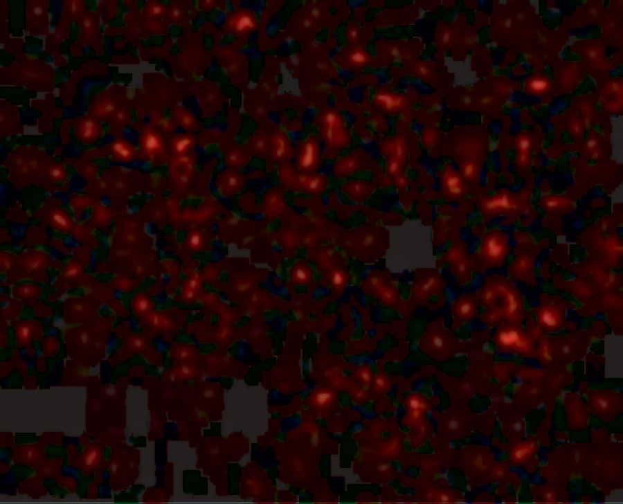 Immunocytochemistry/ Immunofluorescence: Orai1 Antibody (6D11A11) - BSA Free [NBP1-75523] - Immunofluorescence of Orai1 in Human Spleen tissue with Orai1 antibody at 20 ug/mL.