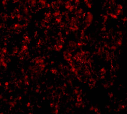 Immunocytochemistry/ Immunofluorescence: GOLPH3 Antibody - BSA Free [NBP1-76241] - Immunofluorescence of GOLPH3 in Rat Lung cells with GOLPH3 antibody at 20 u/mL.