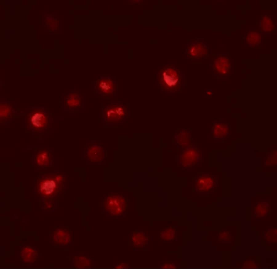 Immunocytochemistry/ Immunofluorescence: PDP1/PPAPDC2 Antibody - BSA Free [NBP1-76245] - Immunofluorescence of PDP1/PPAPDC2 in Raji cells with PDP1/PPAPDC2 antibody at 20 u/mL.
