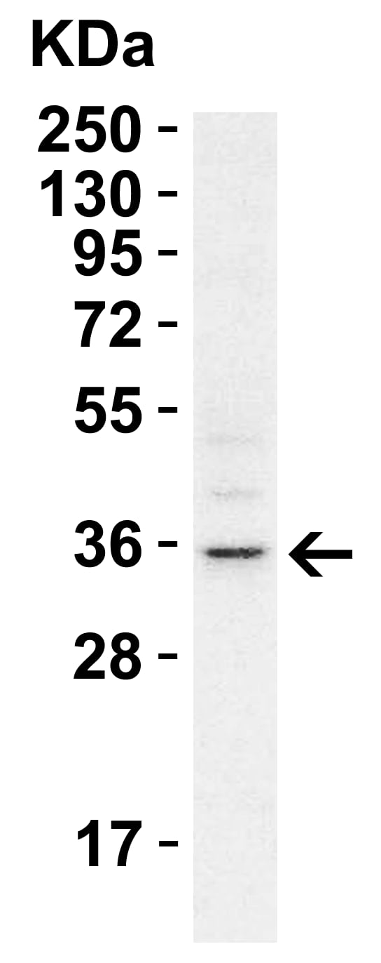 Western Blot: RHBDD1 Antibody - BSA Free [NBP1-76248] -  WB Validation  in A549 Cells.Loading: 15 ug of cell lysate Antibodies:  RHBDD1,   1 ug/ml, 1h incubation at RT in 5% NFDM/TBST.Secondary: Goat Anti-Rabbit IgG HRP conjugate at 1:10000 dilution.Exposure: 1 min