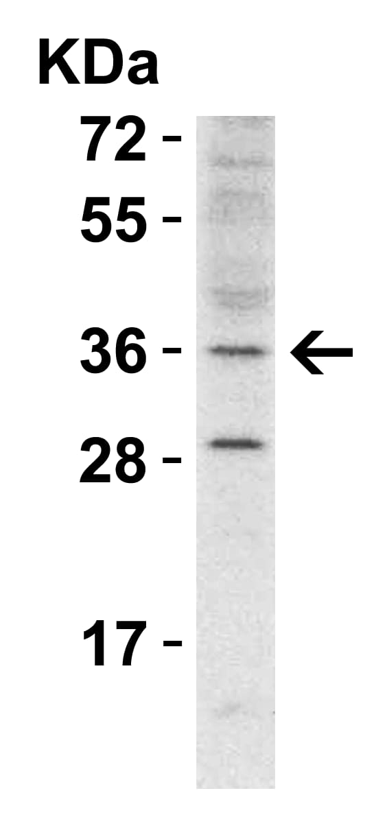 Western Blot: RHBDD1 Antibody - BSA Free [NBP1-76248] - WB Validation  in Mouse Heart.Loading: 15 ug of lysate Antibodies:  RHBDD1,    1 ug/ml, 1 h incubation at RT in 5% NFDM/TBST.Secondary: Goat Anti-Rabbit IgG HRP conjugate at 1:10000 dilution.Exposure: 5 min