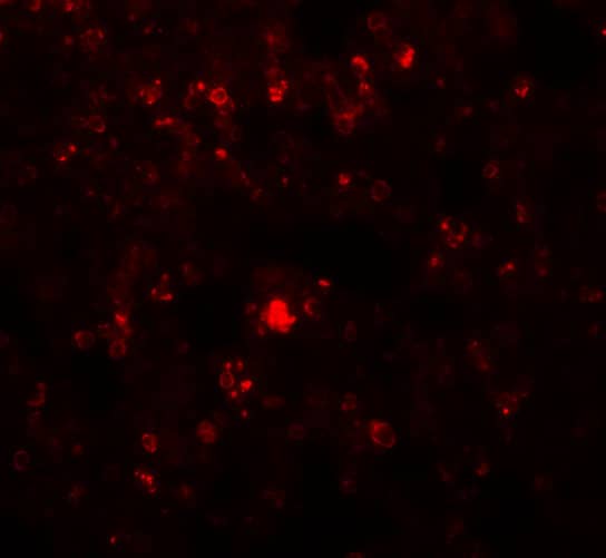Immunocytochemistry/ Immunofluorescence RHBDD2 Antibody - BSA Free