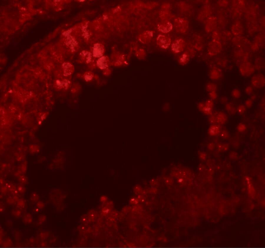 Immunocytochemistry/ Immunofluorescence: CRISP-2 Antibody - BSA Free [NBP1-76277] - Immunofluorescence of CRISP in human testis tissue with CRISP antibody at 20 u/mL.