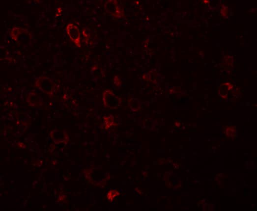 Immunocytochemistry/ Immunofluorescence Solo Antibody - BSA Free