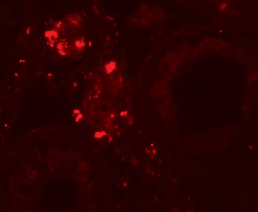 Immunocytochemistry/ Immunofluorescence WDR92 Antibody - BSA Free