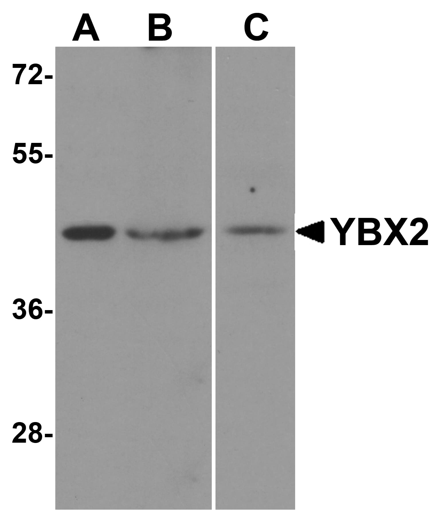 Western Blot: MSY2 Antibody - BSA Free [NBP1-76283] - Western blot analysis of MSY2 in human testis tissue lysate with MSY2 antibody at (A) 1 and (B) 2 ug/mL.