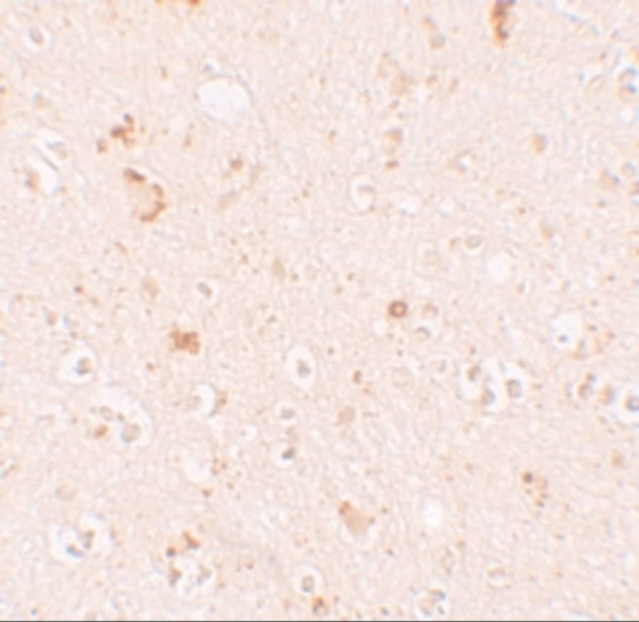 Immunohistochemistry: SH3RF2 Antibody - BSA Free [NBP1-76284] - Immunohistochemistry of SH3RF2 in human brain tissue with SH3RF2 antibody at 10 u/mL.