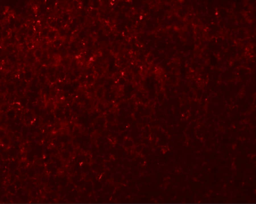 Immunocytochemistry/ Immunofluorescence: NLRX1 Antibody - BSA Free [NBP1-76287] - Immunofluorescence of NLRX1 in rat spleen tissue with NLRX1 antibody at 20 u/mL.