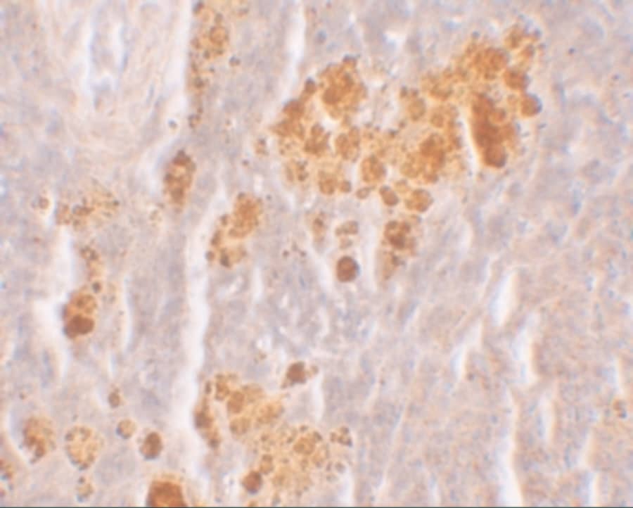 Immunohistochemistry: NLRX1 Antibody - BSA Free [NBP1-76287] - Immunohistochemistry of NLRX1 in rat spleen tissue with NLRX1 antibody at 10 u/mL.