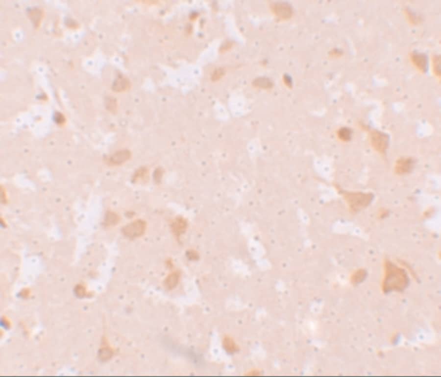 Immunohistochemistry NLRP7 Antibody - BSA Free