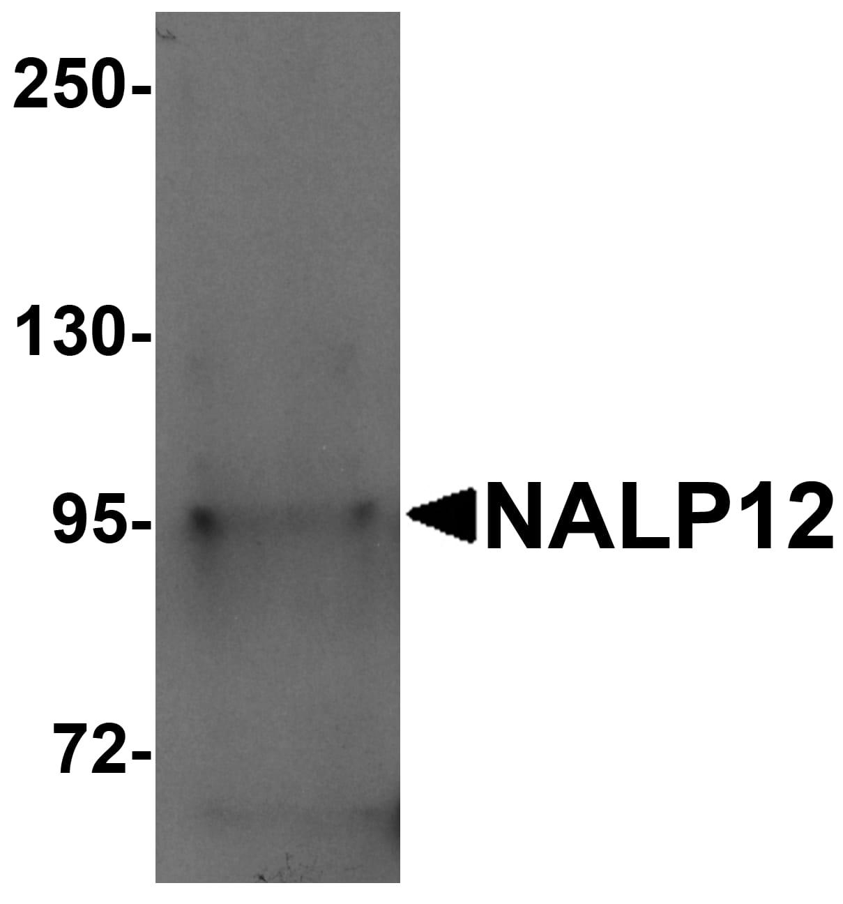 Western Blot NALP12 Antibody - BSA Free