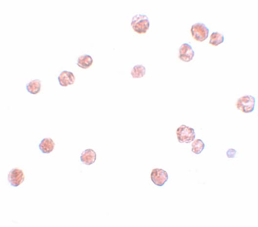 Immunocytochemistry/ Immunofluorescence: NLRP13 Antibody - BSA Free [NBP1-76294] - Immunocytochemistry of NLRP13 in K562 cells with NLRP13 antibody at 2.5 u/mL.
