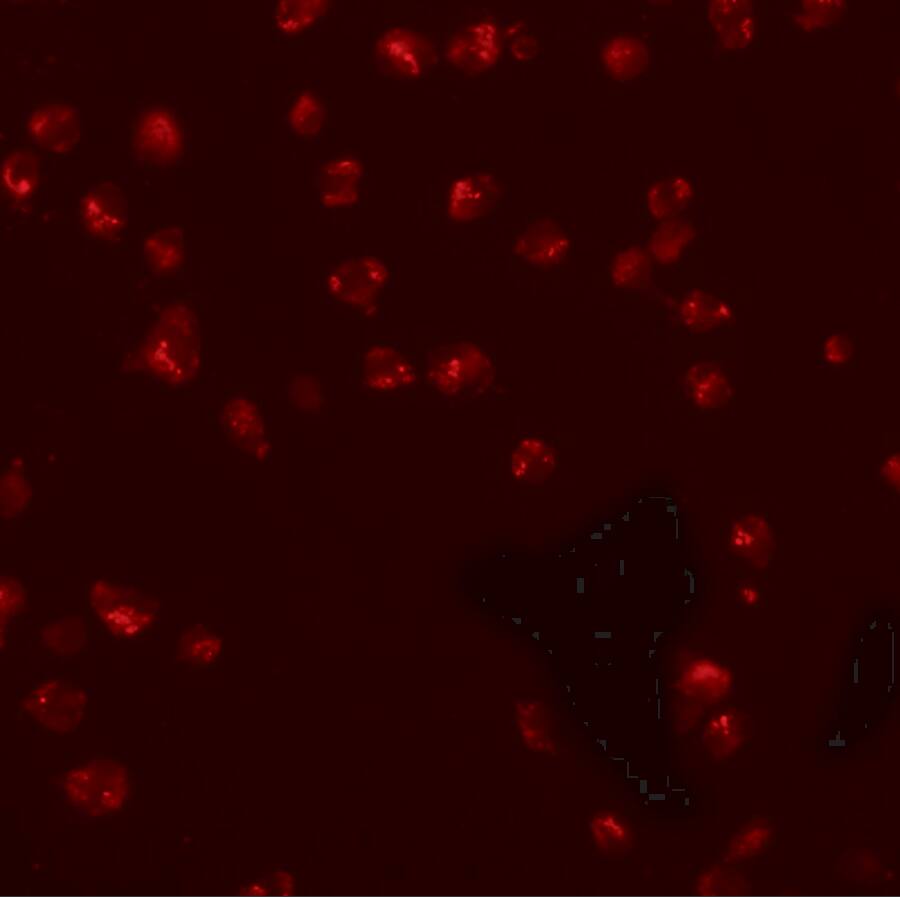 Immunocytochemistry/ Immunofluorescence: KPNA3 Antibody - BSA Free [NBP1-76299] - Immunofluorescence of KPNA3 in EL4 cells with KPNA3 antibody at 20 u/mL.