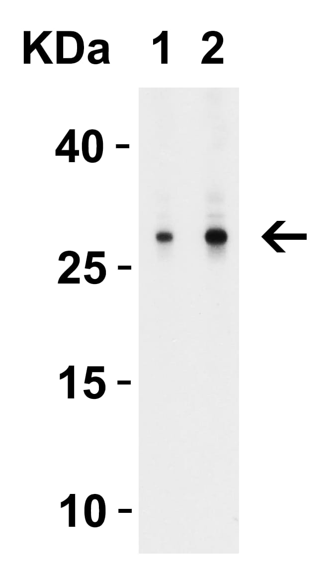 Western Blot: MOX1 Antibody - BSA Free [NBP1-76302] - Validation in Human Tonsil.  Loading: 15 ug of lysate.  Antibodies:  MOX1 , 1 h incubation at RT in 8% NFDM/TBST.  Secondary: Goat Anti-Rabbit IgG HRP conjugate at 1:10,000 dilution.Lane 1: 1 ug/mLLane 2: 2 ug/mL