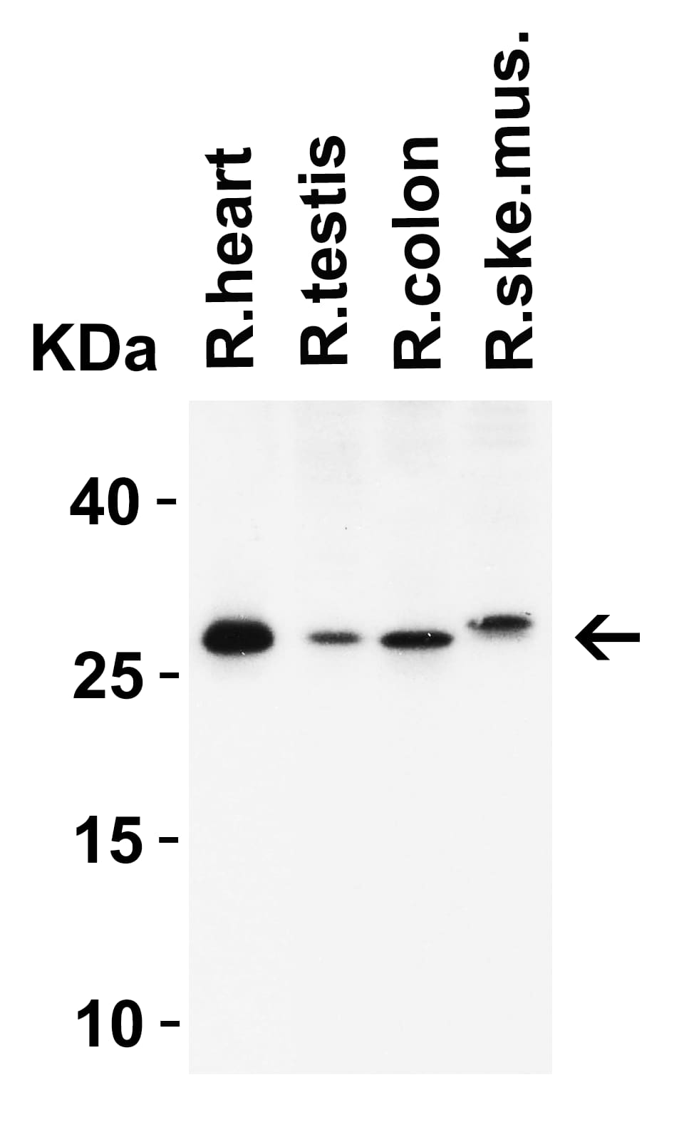 Western Blot MOX1 Antibody - BSA Free