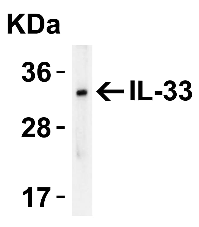 Western Blot: IL-33 Antibody - BSA Free [NBP1-76394] - Validation of IL-33 in Human Lymph Node.Loading: 15. ug of human lymph node lysateAntibodies: IL-33,  2 ug/mL , 1h incubation at RT in 5% NFDM/TBST.Secondary: Goat anti-rabbit IgG HRP conjugate at 1:10000 dilution.