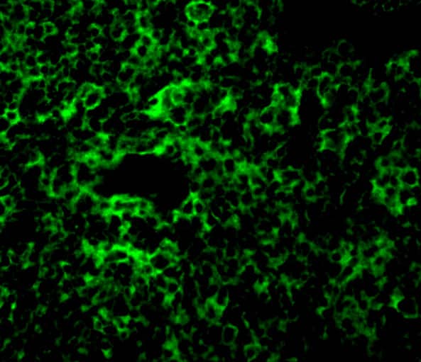 Immunocytochemistry/ Immunofluorescence: TAK1 Antibody - BSA Free [NBP1-76441] - Immunofluorescence of TAK1 in Rat Thymus cells with TAK1 antibody at 10 ug/mL.