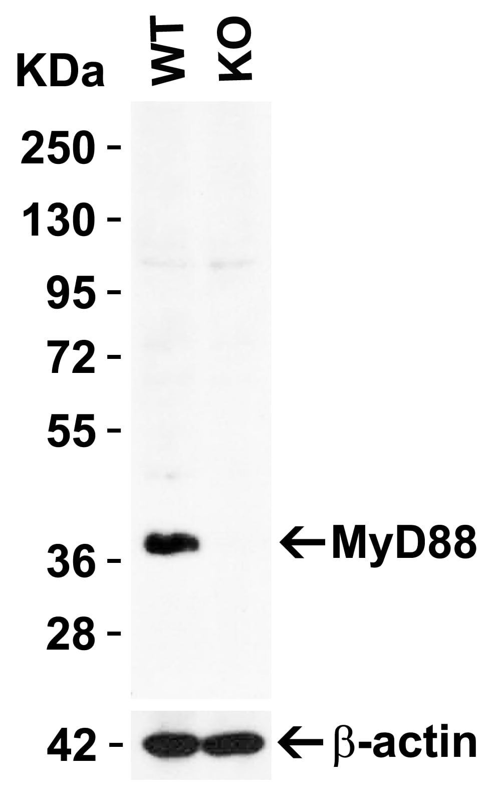 <b>Genetic Strategies Validation. </b>Knockout Validated: MyD88 Antibody - BSA Free [NBP1-76465] - KO Validation in HeLa Cells. Loading: 10 ug of HeLa WT cell lysate or MyD88 KO cell lysate. Antibodies:  MyD88  (2 ug/mL) and beta-actin 3779 (1 ug/mL), 1 h incubation at RT in 5% NFDM/TBST.Secondary: Goat Anti-Rabbit IgG HRP conjugate at 1:10000 dilution.