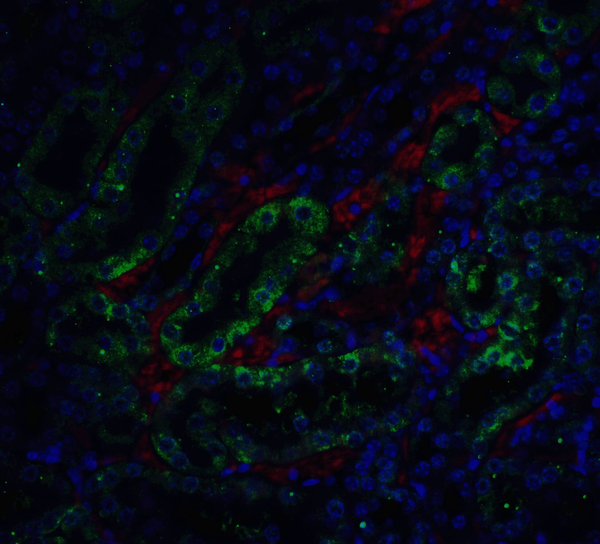 Immunocytochemistry/ Immunofluorescence: DFF45/ICAD Antibody - BSA Free [NBP1-76471] - Immunofluorescence of DFF45/ICAD in mouse kidney tissue with DFF45/ICAD antibody at 5 u/ml. Green: DFF45/ICAD antibody   Red: Phylloidin staining Blue: DAPI staining