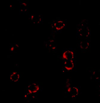 Immunocytochemistry/ Immunofluorescence: CXCR4 Antibody - BSA Free [NBP1-76480] - Figure 5 Immunofluorescence Validation of CXCR4 Immunofluorescent analysis of 4% paraformaldehyde-fixed HeLa cells labeling CXCR4 with  at 4 u/mL, followed by goat anti-rabbit IgG secondary antibody at 1/500 dilution (red). Image showing both membrane and cytoplasmic staining on HeLa cell line. 