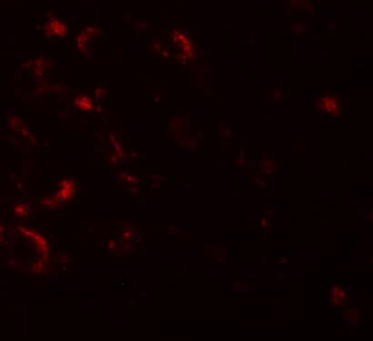 Immunocytochemistry/ Immunofluorescence Axin-1 Antibody - BSA Free