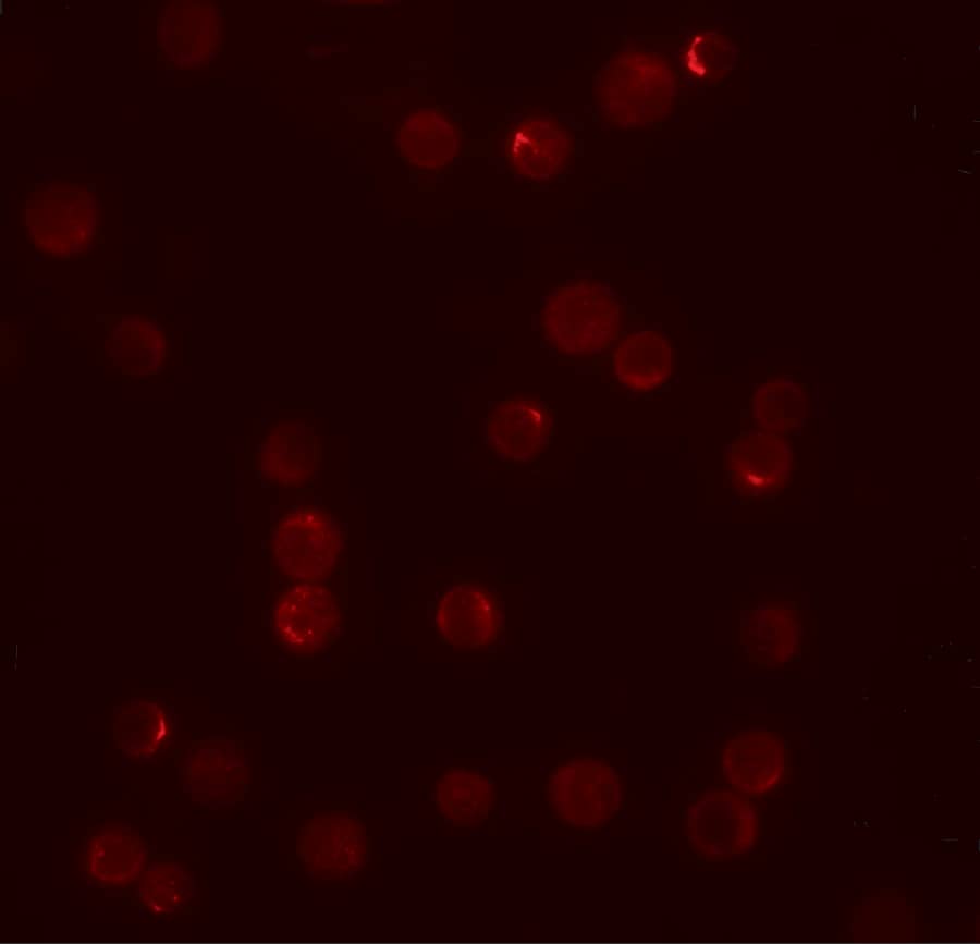 Immunocytochemistry/ Immunofluorescence: PLAC2 Antibody - BSA Free [NBP1-76486] - Immunofluorescence of PLAC2 in HeLa cells with PLAC2 antibody at 20 u/mL.