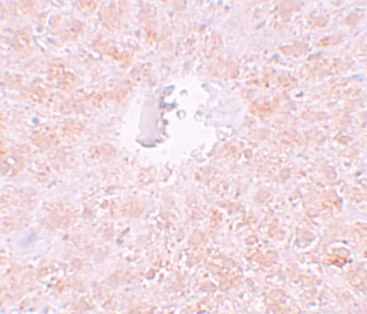 Immunohistochemistry: PIWIL1/HIWI Antibody - BSA Free [NBP1-76489] - Immunohistochemistry of PIWIL1/HIWI in rat liver tissue with PIWIL1/HIWI antibody at 10 u/mL.