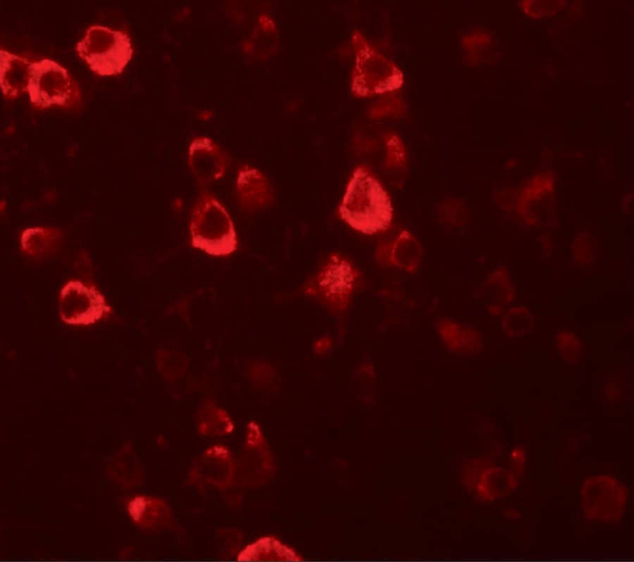 Immunocytochemistry/ Immunofluorescence CXXC4 Antibody - BSA Free