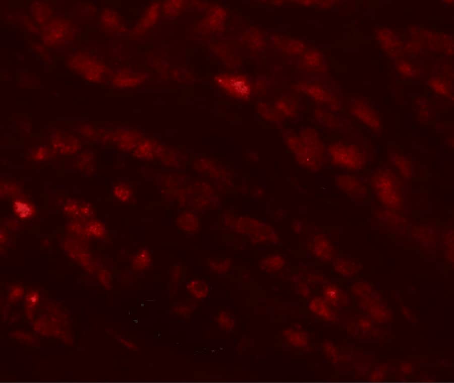 Immunocytochemistry/ Immunofluorescence: EFCAB4B Antibody - BSA Free [NBP1-76493] - Immunofluorescence of EFCAB4B in human kidney tissue with EFCAB4B antibody at 20 u/mL.