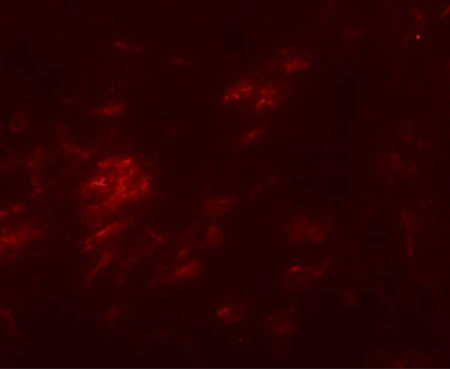Immunocytochemistry/ Immunofluorescence SHISA9 Antibody - BSA Free