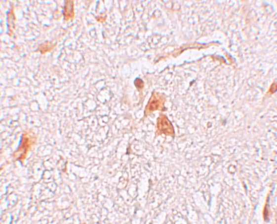 Immunohistochemistry SHISA9 Antibody - BSA Free