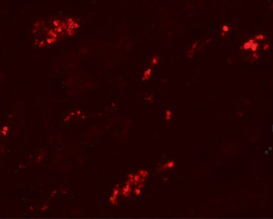 Immunocytochemistry/ Immunofluorescence: TMEM59 Antibody - BSA Free [NBP1-76497] - Immunofluorescence of TMEM59 in human kidney tissue with TMEM59 antibody at 20 u/mL.