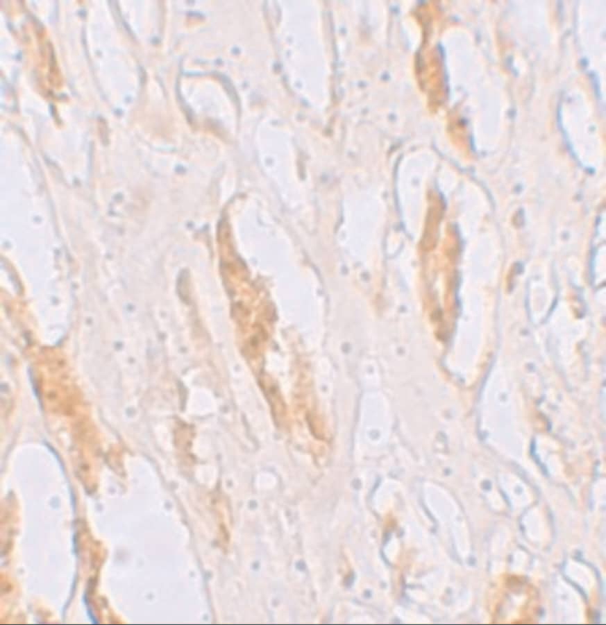 Immunohistochemistry SLC39A1 Antibody - BSA Free