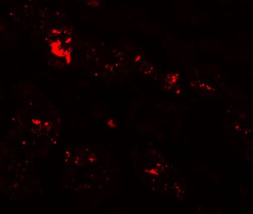 Immunocytochemistry/ Immunofluorescence SLC39A1 Antibody - BSA Free