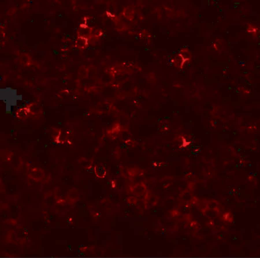 Immunocytochemistry/ Immunofluorescence SLC39A10 Antibody - BSA Free