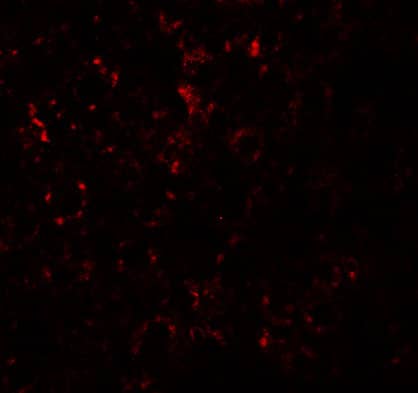 Immunocytochemistry/ Immunofluorescence SLC39A14 Antibody - BSA Free