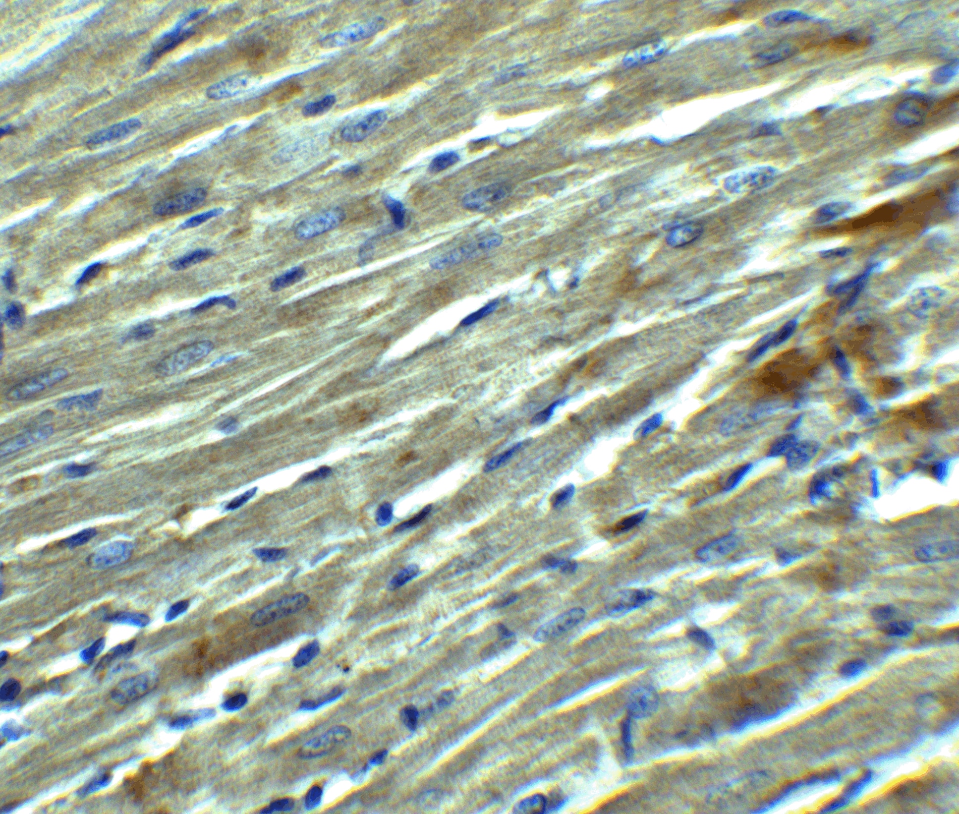 Immunohistochemistry: Klotho Antibody - BSA Free [NBP1-76511] - Figure 6 Immunohistochemistry Validation of Klotho in Rat Heart Tissue  Immunohistochemical analysis of paraffin-embedded rat heart tissue using anti-Klotho antibody  at 2.5 u/ml. Tissue was fixed with formaldehyde and blocked with 10% serum for 1 h at RT; antigen retrieval was by heat mediation with a citrate buffer (pH6). Samples were incubated with primary antibody overnight at 4;C. A goat anti-rabbit IgG H&L (HRP) at 1/250 was used as secondary. Counter stained with Hematoxylin.