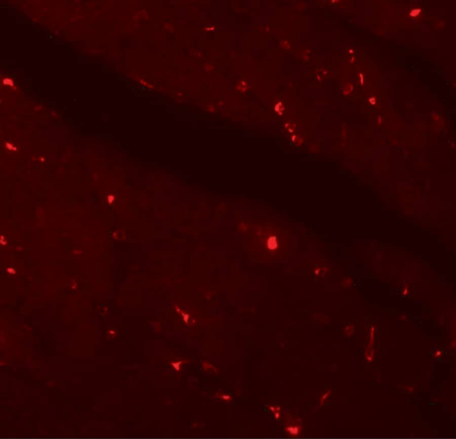 Immunocytochemistry/ Immunofluorescence: Klotho Antibody - BSA Free [NBP1-76511] - Figure 5 Immunofluorescence Validation of Klotho in Mouse Heart TissueImmunofluorescent analysis of 4% paraformaldehyde-fixed mouse heart tissue labeling Klotho with  at 20 u/mL, followed by goat anti-rabbit IgG secondary antibody at 1/500 dilution (red).  